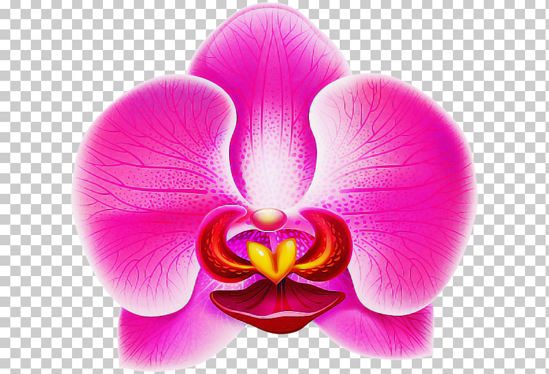 Petal Pink Moth Orchid Flower Violet PNG, Clipart, Beauty, Flower, Magenta, Moth Orchid, Petal Free PNG Download