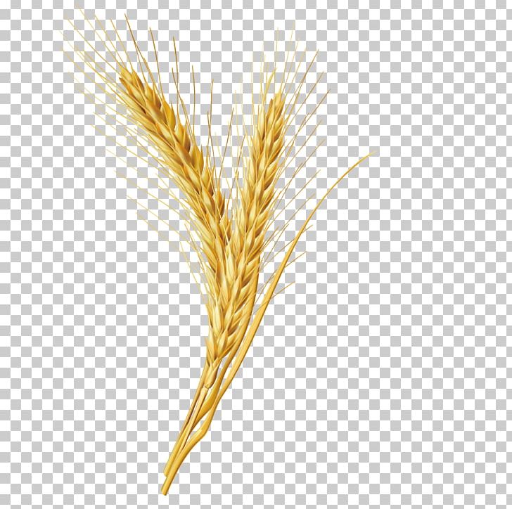 Emmer Cereal Grain PNG, Clipart, Cereal, Cereal Germ, Cereals, Commodity, Computer Icons Free PNG Download