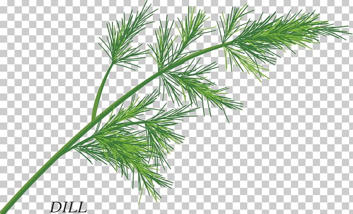 Herb Free Content PNG, Clipart, Aromatic Herbs, Basil, Chinese Herbs, Clip Art, Download Free PNG Download
