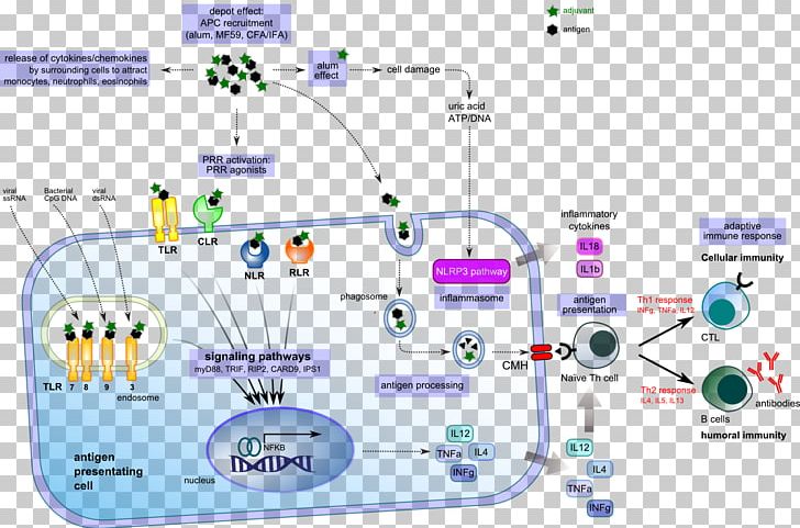 Immunologic Adjuvant Toll-like Receptor Vaccine Freund's Adjuvant PNG, Clipart,  Free PNG Download