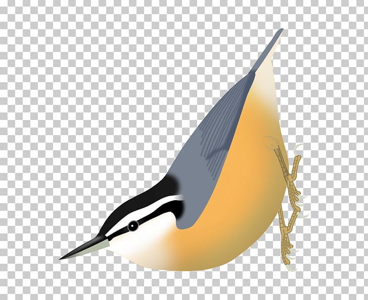Algerian Nuthatch Running Chroni Google Now Google即时桌面 PNG, Clipart, Algerian Nuthatch, Android, Beak, Bird, Google Free PNG Download