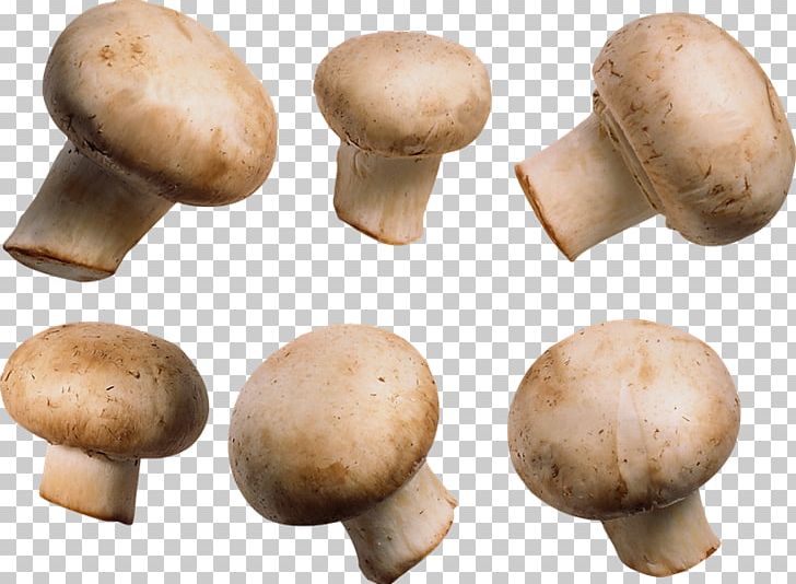 Common Mushroom Fungus PNG, Clipart, Agaric, Agaricaceae, Agaricomycetes, Agaricus, Amanita Muscaria Free PNG Download