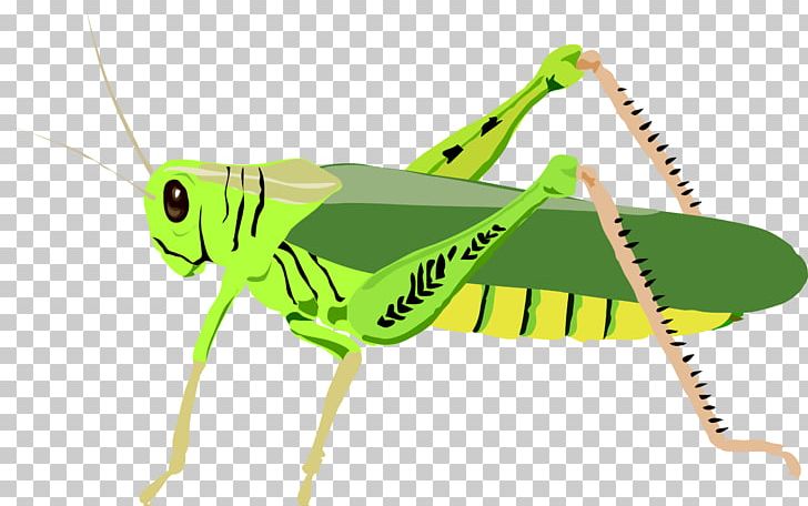 The Ant And The Grasshopper PNG, Clipart, Ant And The Grasshopper, Blt Cliparts, Cricket Like Insect, Download, Free Content Free PNG Download