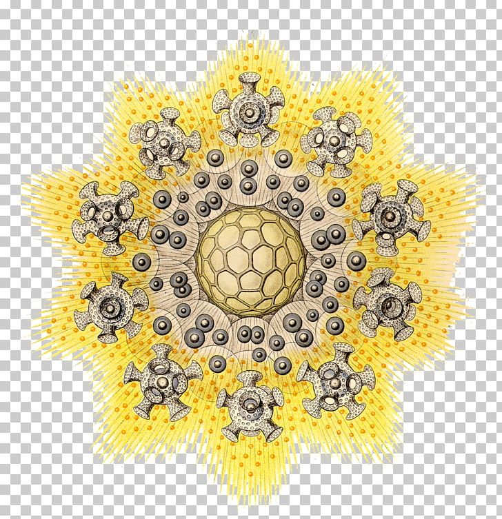 Art Forms In Nature Radiolaria Biology Ecology Science PNG, Clipart, Art, Art Forms In Nature, Artist, Biology, Biosphere Free PNG Download