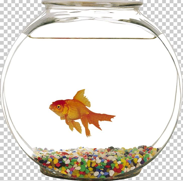 Common Goldfish Siamese Fighting Fish Aquarium PNG, Clipart, Animals, Aquarium, Aquariums, Aquascaping, Betta Free PNG Download