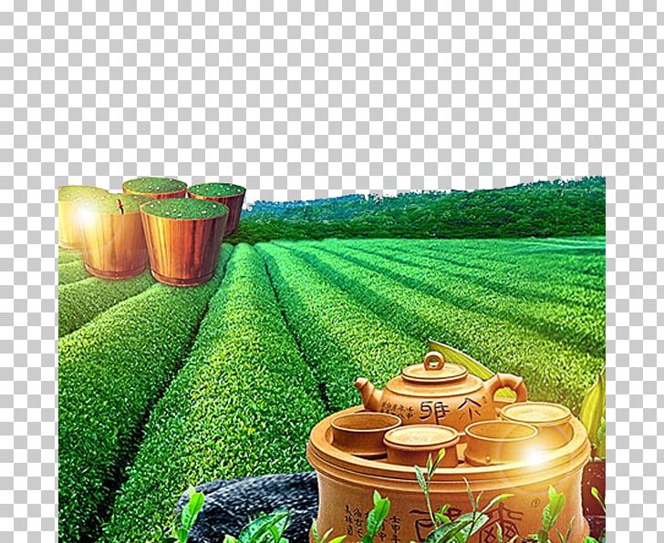 Tea Garden PNG, Clipart, Adobe Illustrator, Agriculture, Background Green,  Cartoon, Crop Free PNG Download