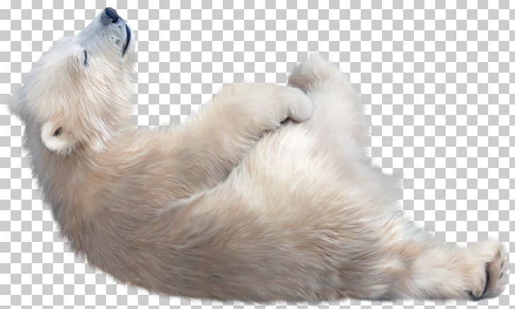 The Polar Bear Arctic Dog PNG, Clipart, Animal, Animals, Arctic, Bear, Bears Free PNG Download