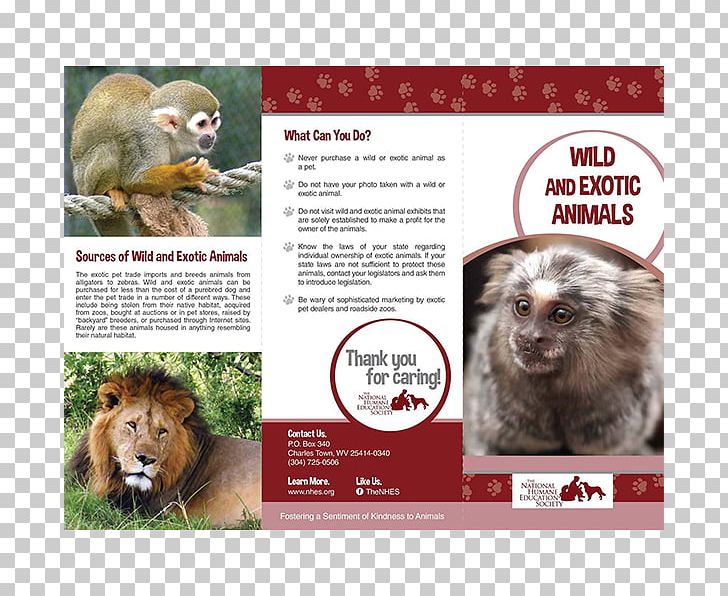 Exotic Pet Animal Welfare Wildlife PNG, Clipart, Advertising, Animal, Animal Rescue Group, Animal Rights, Animal Welfare Free PNG Download