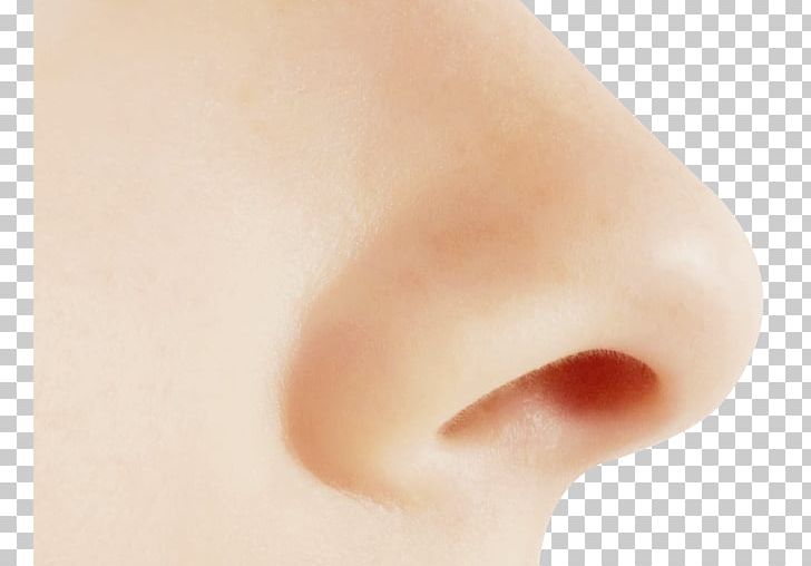 Nose PNG, Clipart, Cheek, Chest, Chin, Closeup, Eyebrow Free PNG Download