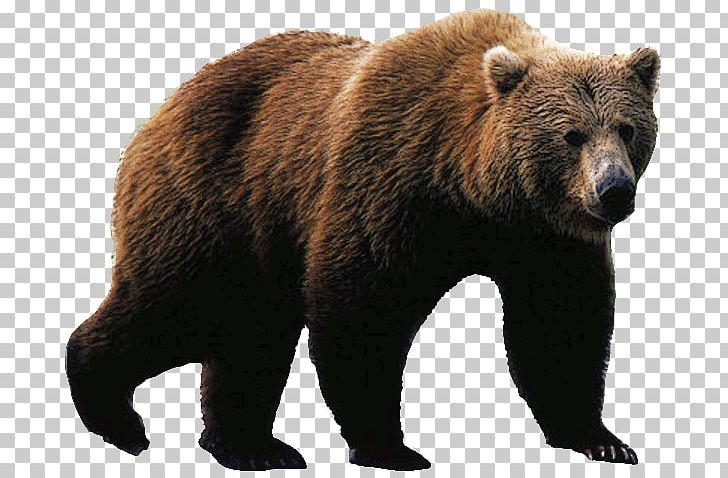 Polar Bear Brown Bear American Black Bear Grizzly Bear PNG, Clipart, American Black Bear, Angry, Animal, Bear, Brown Bear Free PNG Download