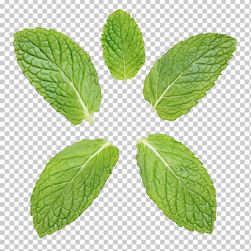 Leaf Plant Flower Herb Mint PNG, Clipart, Apple Mint, Flower, Herb, Leaf, Mint Free PNG Download