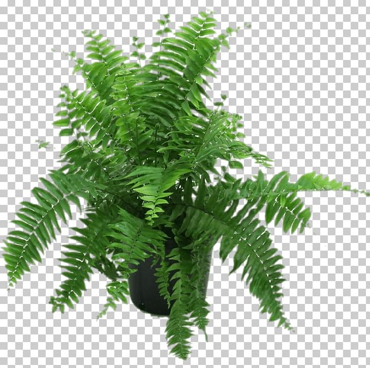 Fern Nephrolepis Exaltata Houseplant Nephrolepis Obliterata PNG, Clipart, Container, Fern, Ferns And Horsetails, Flower, Flowerpot Free PNG Download
