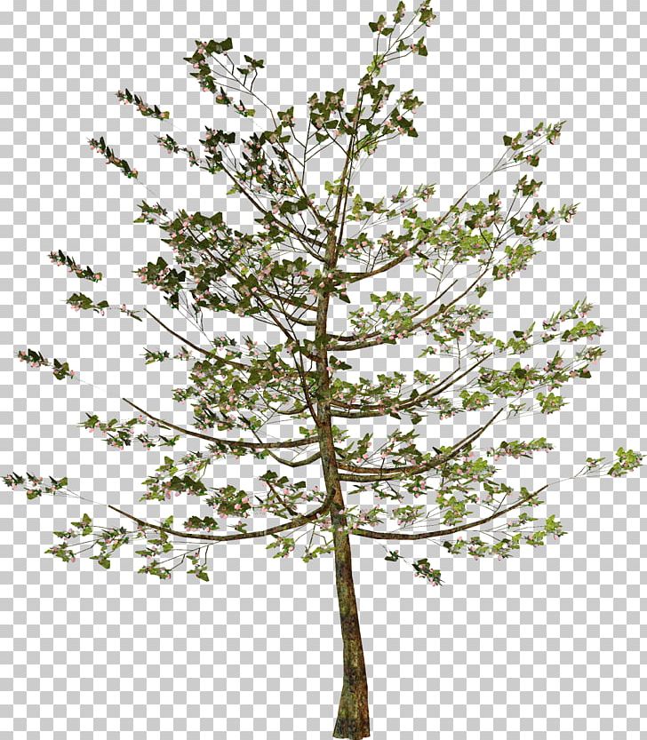 Larch Twig Plant Stem Leaf Pine PNG, Clipart, Agac Resimleri, Branch, Conifer, Flowering Plant, Larch Free PNG Download