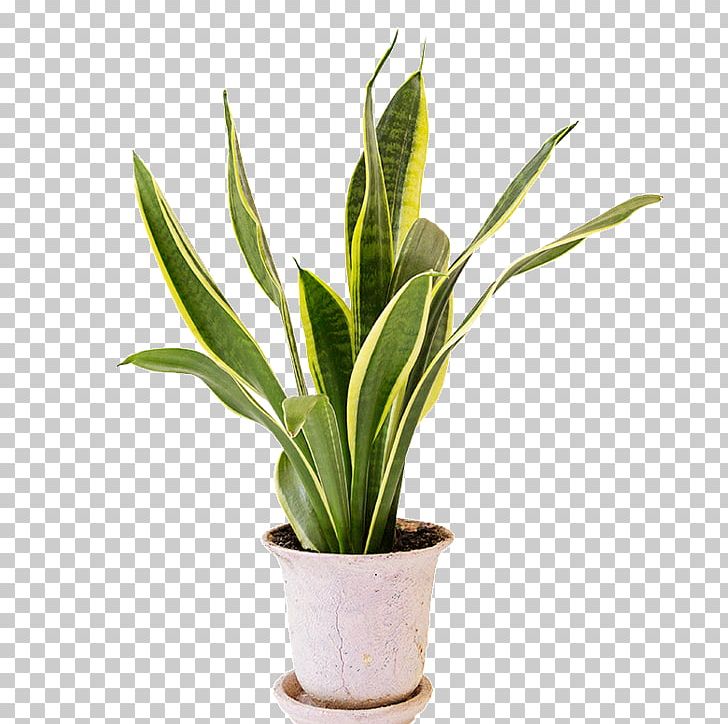 Viper's Bowstring Hemp Houseplant Hechtia Stock Photography PNG, Clipart, Bowstring, Hechtia, Hemp, Houseplant, Plant Free PNG Download