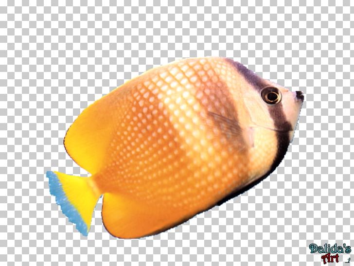 Yellow Tang PNG, Clipart, Although, Appreciate, Aquatic, Biology, Bird Free PNG Download