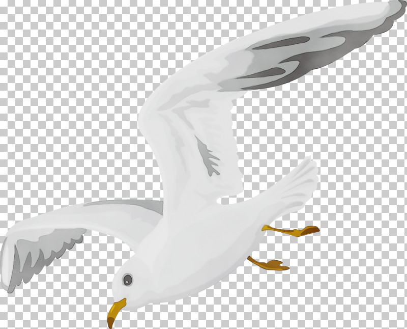 Feather PNG, Clipart, American Herring Gull, Beak, Biology, Birds, European Herring Gull Free PNG Download