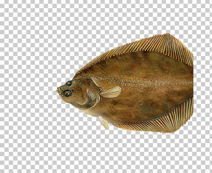 European Flounder Fish Sole Plaice PNG, Clipart, Animals, Atlantic Horse Mackerel, Bony Fish, European Flounder, Fauna Free PNG Download