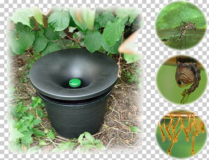 Mosquito Control Pest Control Integrated Pest Management Yellow Fever Mosquito PNG, Clipart, Aedes, Flowerpot, Grass, Herb, Insect Trap Free PNG Download