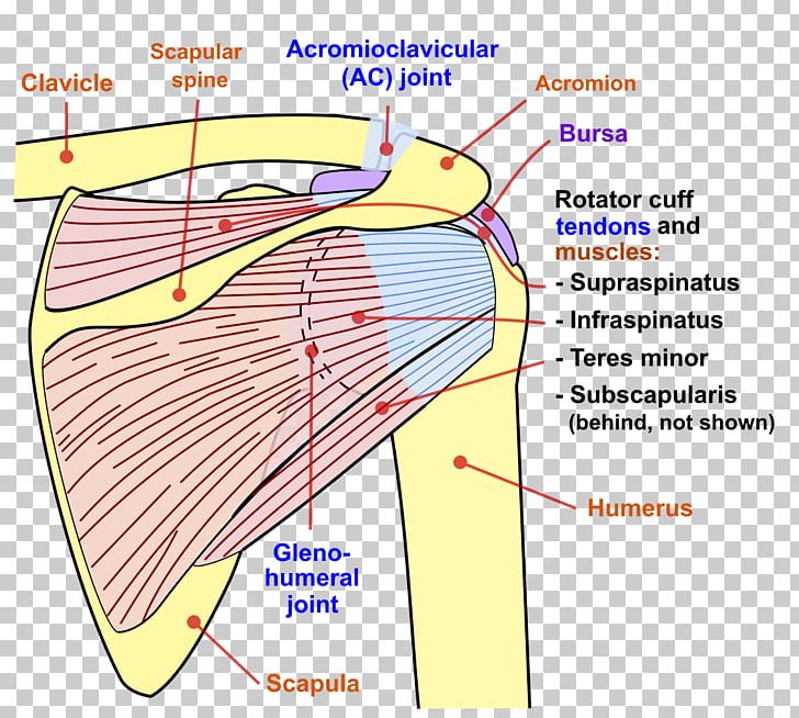 Scapula Humerus Shoulder Joint Clavicle PNG, Clipart, Anatomy, Angle, Area, Arm, Bone Free PNG Download