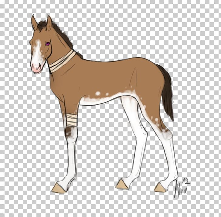 Mule Foal Stallion Halter Mare PNG, Clipart, Bridle, Cartoon, Colt, Foal, Halter Free PNG Download