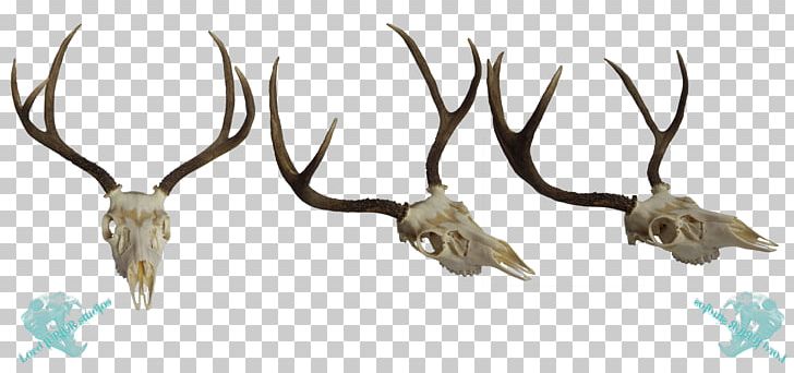 White-tailed Deer Elk Mule Deer Antler PNG, Clipart, Animal, Animals, Antelope, Antler, Art Free PNG Download