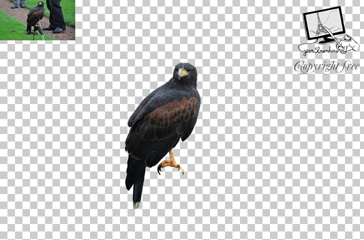 Eagle Vulture Fauna Beak PNG, Clipart, Beak, Bird, Bird Of Prey, Birds Of Prey, Eagle Free PNG Download