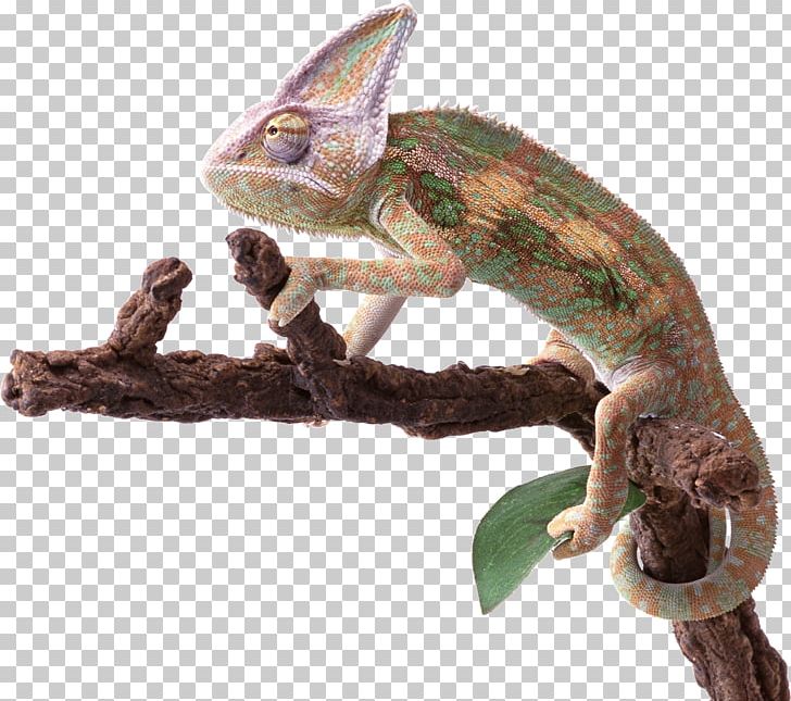 Reptile Lizard Chameleons PNG, Clipart, Animal, Animals, Chameleon, Chameleons, Computer Icons Free PNG Download