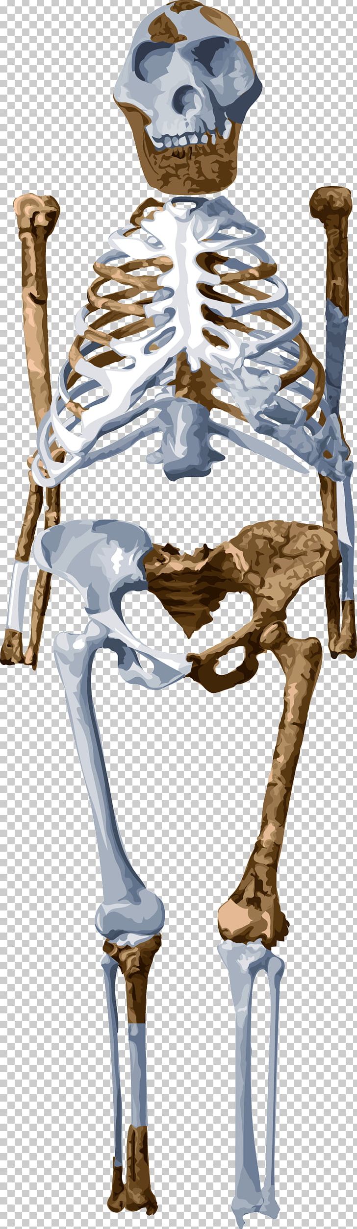 Skeleton Lucy Homo Sapiens Australopithecus Afarensis Fossil PNG, Clipart, Ape, Australopithecus, Australopithecus Afarensis, Australopithecus Sediba, Bipedalism Free PNG Download