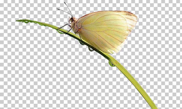 Brush-footed Butterflies Butterfly Pieridae Insect Gossamer-winged Butterflies PNG, Clipart, Blog, Brush Footed Butterfly, Butterflies And Moths, Butterfly, Fly Free PNG Download