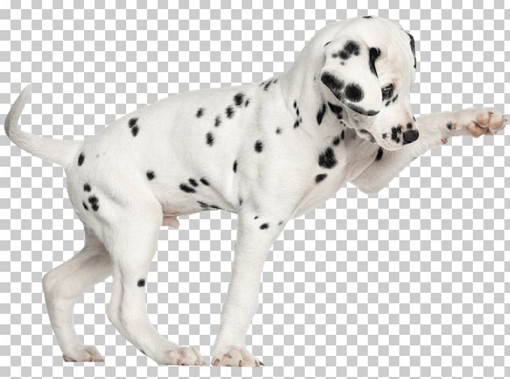 Dalmatian Dog Puppy Kitten Chihuahua Stock Photography PNG, Clipart, Alamy, Animals, Carnivoran, Chihuahua, Companion Dog Free PNG Download