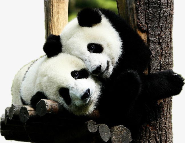 Panda PNG, Clipart, Animal, Panda Clipart, Play, Protection, Trees Free PNG Download