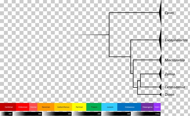 Cycad Evolution Science Living Fossil Phylogenetic Tree PNG, Clipart, Angle, Area, Bibliography, Brand, Computer Program Free PNG Download