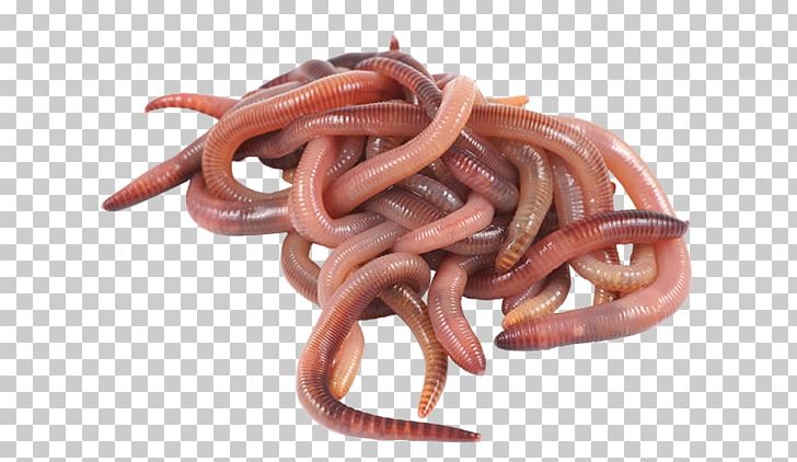 Earthworm Fishing Bait PNG, Clipart, Angling, Animal Source Foods, Bait, Crayfish, Earthworm Free PNG Download