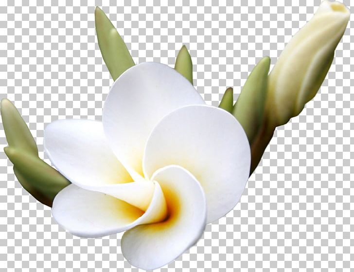 Flower Frangipani PNG, Clipart, Blume, Clip Art, Computer Wallpaper, Cut Flowers, Digital Image Free PNG Download