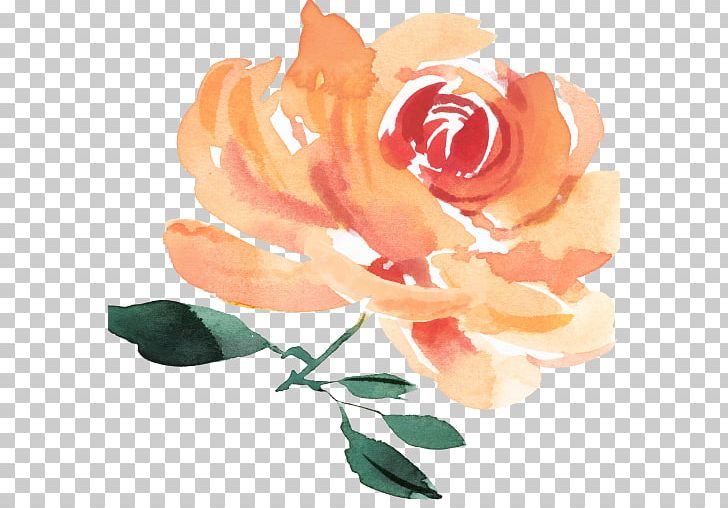 Garden Roses Cabbage Rose Cut Flowers Person PNG, Clipart, Cut Flowers, Floral Design, Floristry, Flower, Flower Arranging Free PNG Download