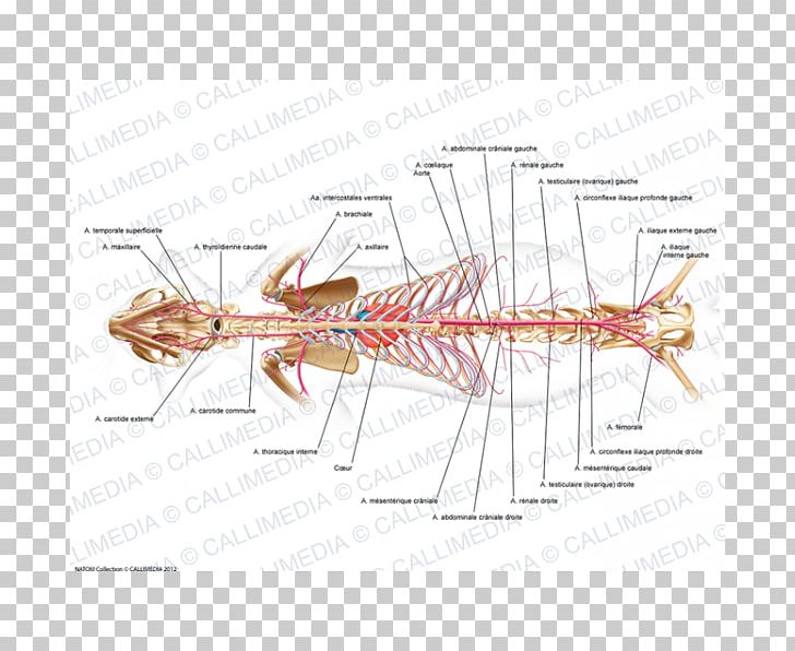 Median Sacral Artery Gluteal Muscles Internal Pudendal Artery Anatomy PNG, Clipart, Anatomy, Angle, Artery, Cat Anatomy, Deep Artery Of The Thigh Free PNG Download