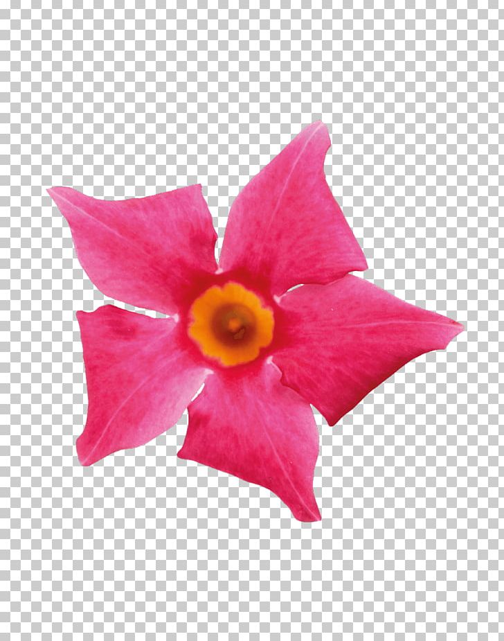 Petal Flower Pink Coral Rocktrumpet PNG, Clipart, Artificial Flower, Color, Coral, Coral Collection, Cut Flowers Free PNG Download