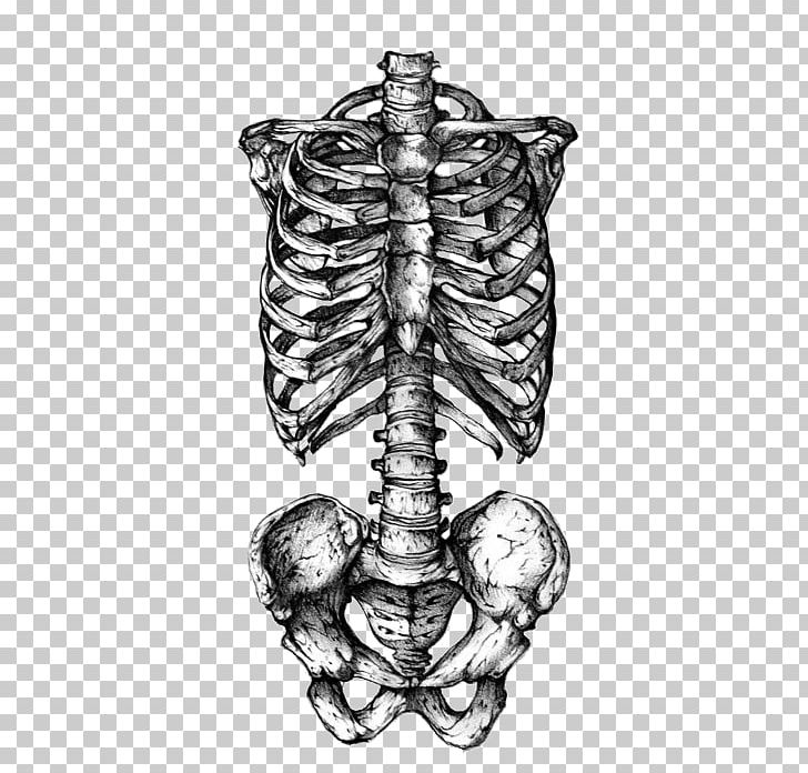 Rib Cage Human Skeleton Human Skull Symbolism Tattoo PNG, Clipart, Abziehtattoo, Anatomy, Black And White, Bone, Drawing Free PNG Download