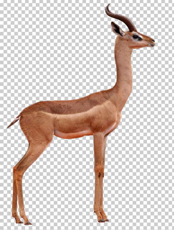 Antelope Gazelle Springbok Impala Gerenuk PNG, Clipart, Animal, Animal Figure, Animals, Antelope, Cow Goat Family Free PNG Download