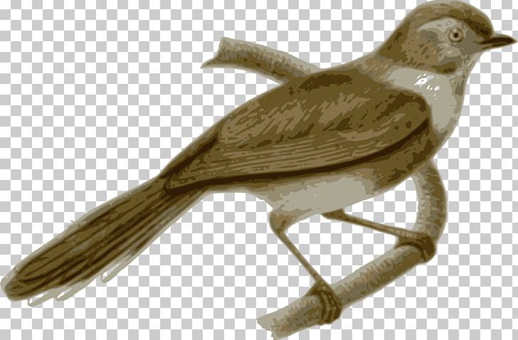 Bird Sooty Bushtit Long-tailed Tit Rufous-fronted Bushtit PNG, Clipart, Aegithalidae, American Bushtit, Bald Eagle, Bald Eagle Illustration, Beak Free PNG Download