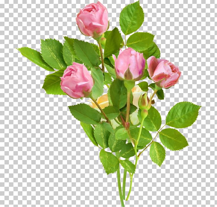 Rose Flower Drawing Animation PNG, Clipart, Branch, Bud, China Rose, Floribunda, Flower Free PNG Download