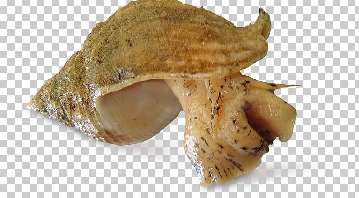 Whelk Buccinum Undatum Buccinidae Seafood Shellfish PNG, Clipart, Atlantic, Buccinum Undatum, Canadian, Common Periwinkle, Conch Free PNG Download