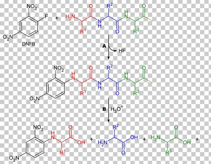 1-Fluoro-2 PNG, Clipart, Amino Acid, Angle, Chemical Reaction, Chemistry, Dansyl Chloride Free PNG Download