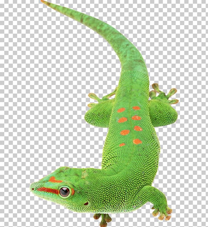 Lizard Chameleons Reptile PNG, Clipart, Animal, Animals, Chameleons, Digital Image, Download Free PNG Download