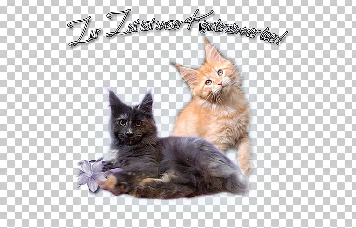 Maine Coon Kitten Whiskers Raccoon PNG, Clipart, Carnivoran, Cat, Cat Like Mammal, Fauna, Fur Free PNG Download
