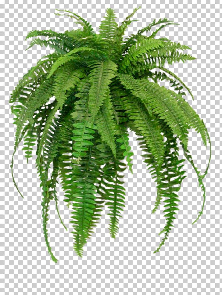 Nephrolepis Exaltata Houseplant Fern NASA Clean Air Study PNG, Clipart, Air Fern, Common Ivy, Fern, Ferns, Ferns And Horsetails Free PNG Download