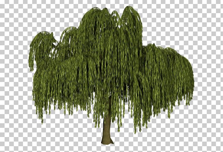 Tree Weeping Willow Black Willow Salix Alba Plant PNG, Clipart, Army Men, Biome, Black Willow, Drawing, Ecosystem Free PNG Download
