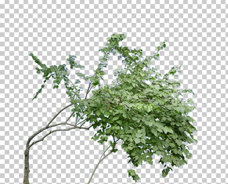 Twig Tree Computer File PNG, Clipart, Autumn Tree, Branch, Christmas Tree, Download, Family Tree Free PNG Download