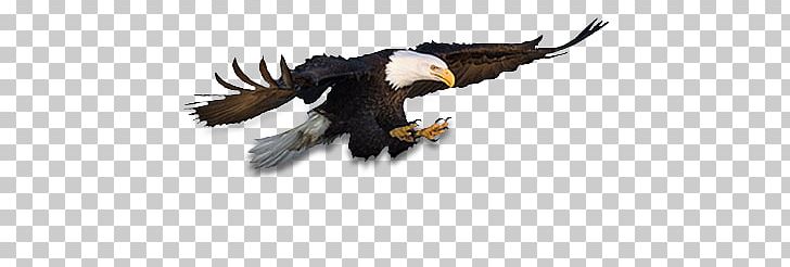 Eagle PNG, Clipart, Eagle Free PNG Download