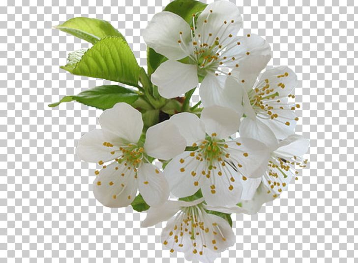 Flower Sweet Cherry Cerasus Blossom Blume PNG, Clipart, Blossom, Blume, Branch, Cerasus, Cherry Blossom Free PNG Download